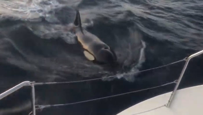Video Attack By Orcas Along Portugal Scuttlebutt Sailing News Providing Sailing News For
