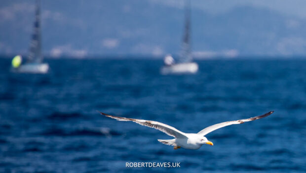 Wishing For California Gulls >> Scuttlebutt Sailing News: Providing 